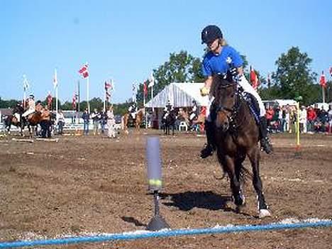 New Forest Campari - Mig og Campari til DM i odense (: 2005 billede 2