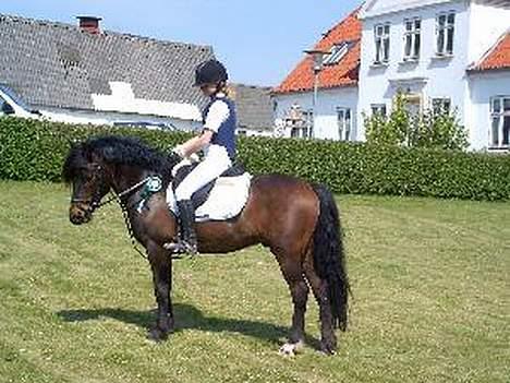 New Forest Campari - Her er der lige en billede af mig og Campari efter et springstævne (: billede 3