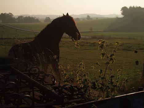 Welsh Cob (sec D) Låddenhøjs Donnovan SOLGT - Donna, efterårs morgengry 05  billede 6