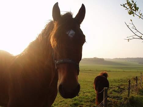 Welsh Cob (sec D) Låddenhøjs Donnovan SOLGT billede 7