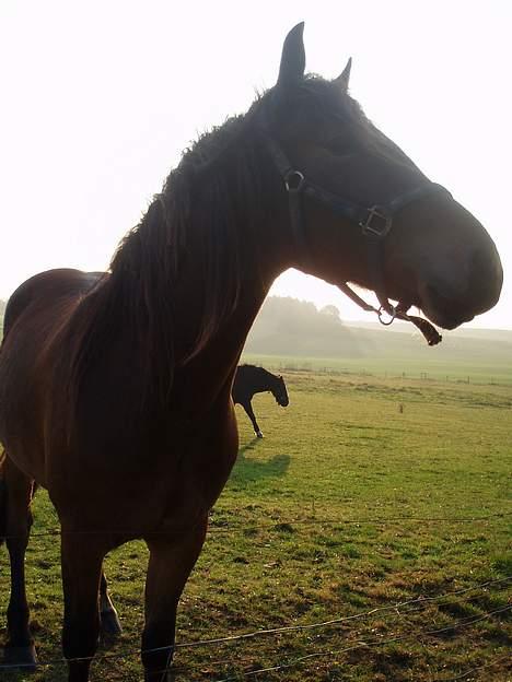 Welsh Cob (sec D) Låddenhøjs Donnovan SOLGT billede 8