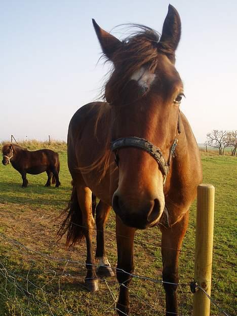Welsh Cob (sec D) Låddenhøjs Donnovan SOLGT billede 9
