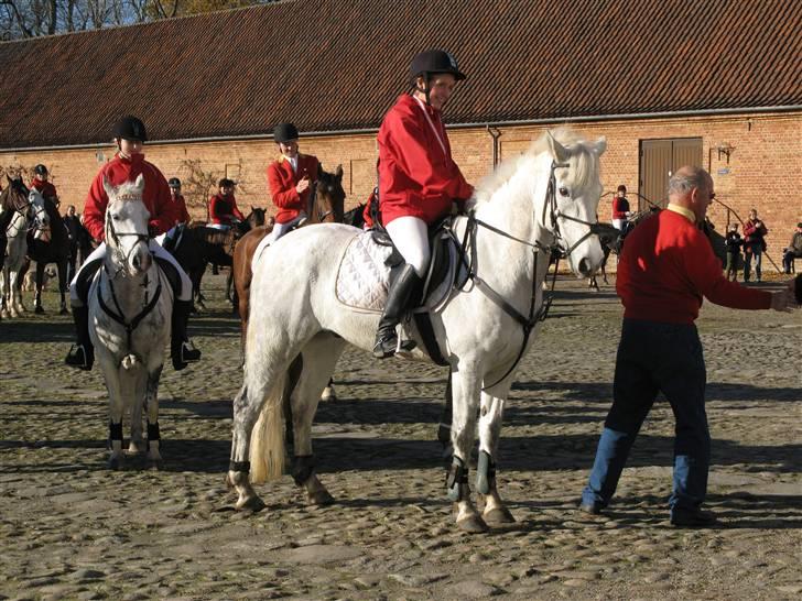 Connemara Julius - Solgt - Nr. 2 til hubertusjagten i Århus 2007. billede 4