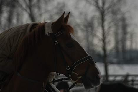 DSP Fifi - Worlds greatest † - Og Her igen,. Nærbillede . billede 3