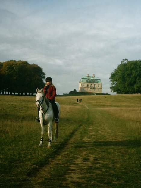 Arabisk fuldblod (OX) Aliman OX R.I.P. - I Dyrehaven, efterårsferien 2005 billede 13