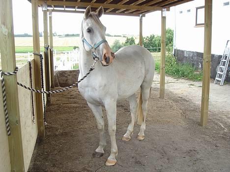 Arabisk fuldblod (OX) Aliman OX R.I.P. - Derhjemme sommer 2006 billede 14