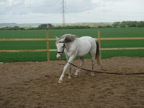 Arabisk fuldblod (OX) Aliman OX R.I.P. - Forår 2006 billede 15