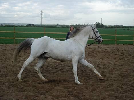 Arabisk fuldblod (OX) Aliman OX R.I.P. - Forår 2006 billede 16