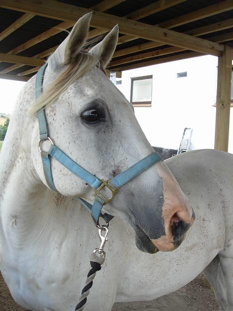 Arabisk fuldblod (OX) Aliman OX R.I.P. - Sommeren 2006 billede 17