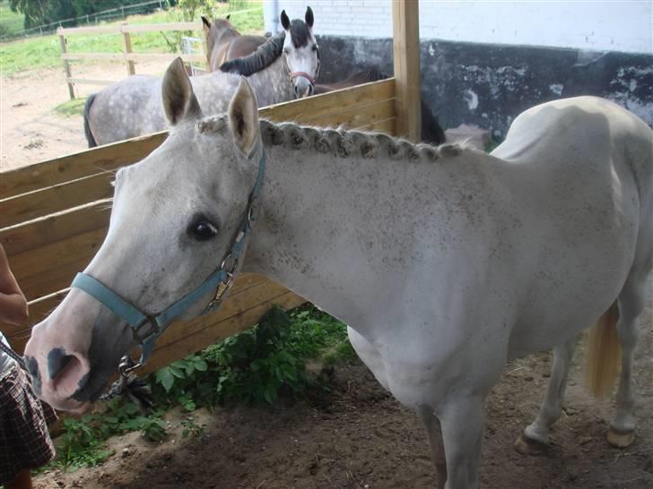 Arabisk fuldblod (OX) Aliman OX R.I.P. - Tirsdag den 7. august 2007.. Savner dig dreng :( billede 18