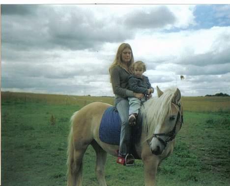 Haflinger Domenick (solgt) - "NYT" billede 9