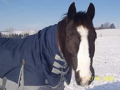 Fuldblod (XX) White Blackie billede 1