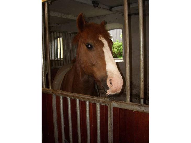 {{currentPhoto.altText}} billede {{currentPhoto.number}}