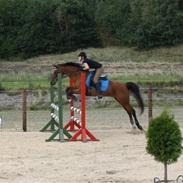 Hollandsk Sportspony Loyce