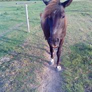 Anden særlig race robbi