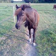 Anden særlig race robbi