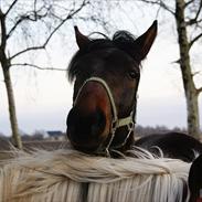 Traver Sebastian o'conner