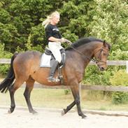 Dansk Varmblod Thinggaard's Hugin himmelhest