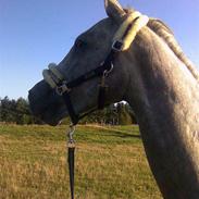 Dansk Varmblod Majgårdens Epo-Castello