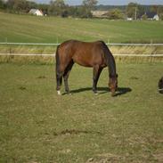 Dansk Varmblod Arthos