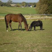 Dansk Varmblod Arthos