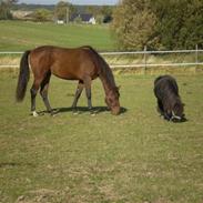 Dansk Varmblod Arthos