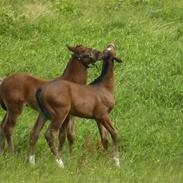 Dansk Varmblod Arthos