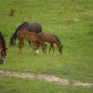 Dansk Varmblod Arthos