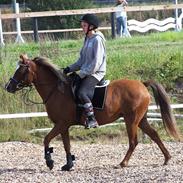 Welsh Pony (sec B) Amigo Bluebell
