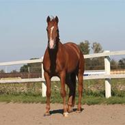 DSP Kristianborgs Basso