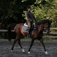 Anden særlig race Chanel <3  - Solgt