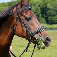 Anden særlig race Chanel <3  - Solgt