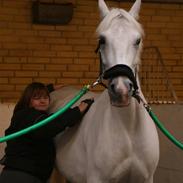 Shagya Araber (SH) Karim :o)