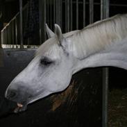 Shagya Araber (SH) Karim :o)