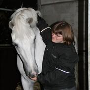 Shagya Araber (SH) Karim :o)