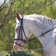 Appaloosa Rachene's Mannie