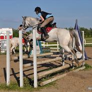 Appaloosa Rachene's Mannie