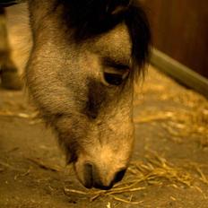 New Forest / Araber - Buskebjerggaards Benjamin <3