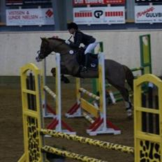 Welsh Cob (sec D) | Brynithon Brenhinol Magic