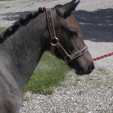 Welsh Mountain (sec A) Cerét
