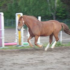 Anden særlig race WhiteSocks