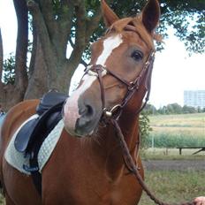 Anden særlig race WhiteSocks