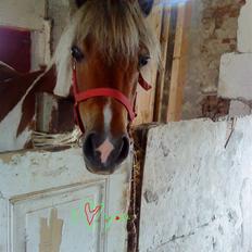 Anden særlig race Freja <3