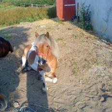 Anden særlig race Freja <3