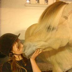 Fjordhest Thor lysholm