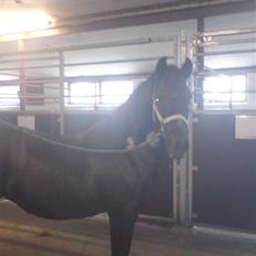 Anden særlig race Bobo (Rider)