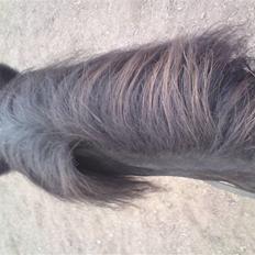 Anden særlig race Bobo (Rider)