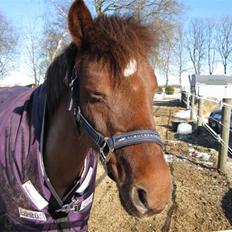 DSP Moonligth Dancer. Lånt ud