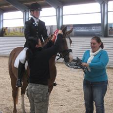 Welsh Pony (sec B)  Molenhorn´S Amaretto B-PONY [Tidl. hest]