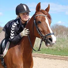 Hollandsk Sportspony Charléne of the fairplay